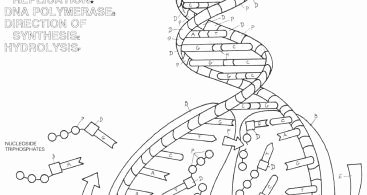 Dna the Double Helix Worksheet Awesome Dna the Double Helix Coloring Worksheet Answers
