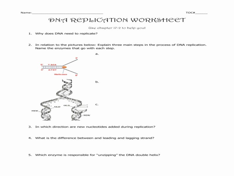 Dna The Double Helix Worksheet