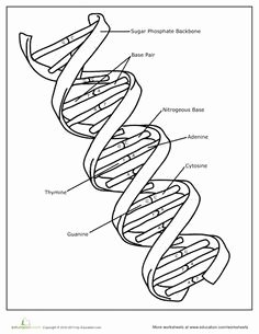 Dna the Double Helix Worksheet Best Of Dna Coloring Page Genetics