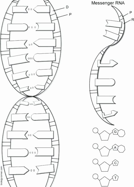 Dna the Double Helix Worksheet Best Of Dna the Double Helix Coloring Worksheet Answers