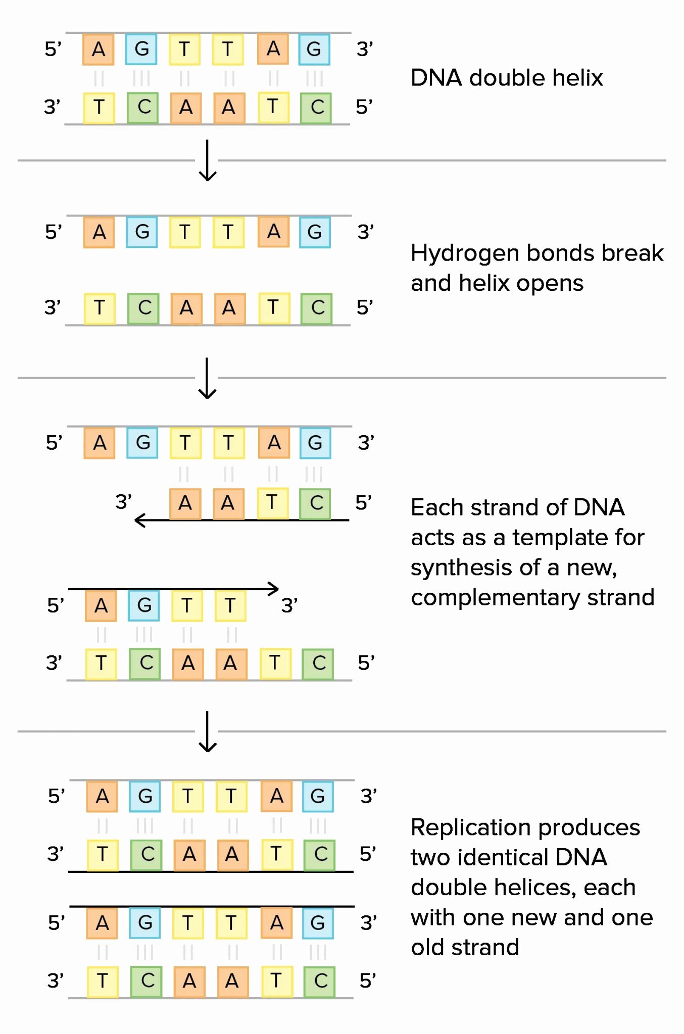 Dna The Double Helix Worksheet