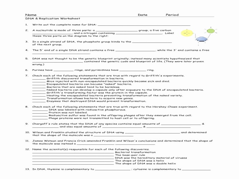 50 Dna The Double Helix Worksheet Chessmuseum Template Library