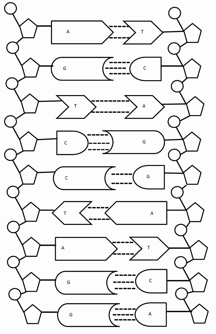 Dna the Double Helix Worksheet Luxury Dna the Double Helix Coloring Worksheet