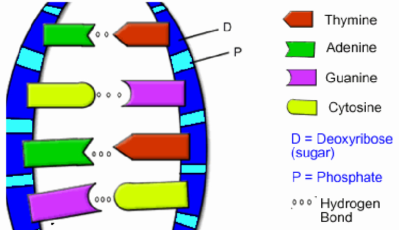 Dna the Double Helix Worksheet Luxury the Biology Corner