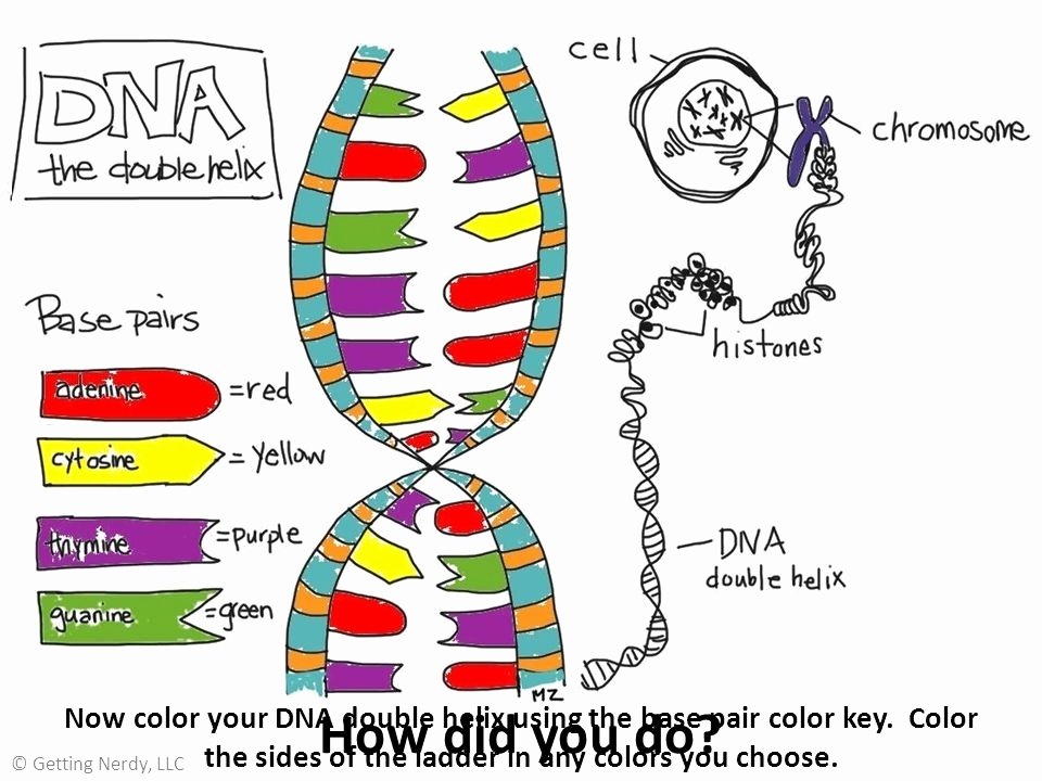 Dna the Double Helix Worksheet New Dna the Double Helix Worksheet Answers the Best Worksheets