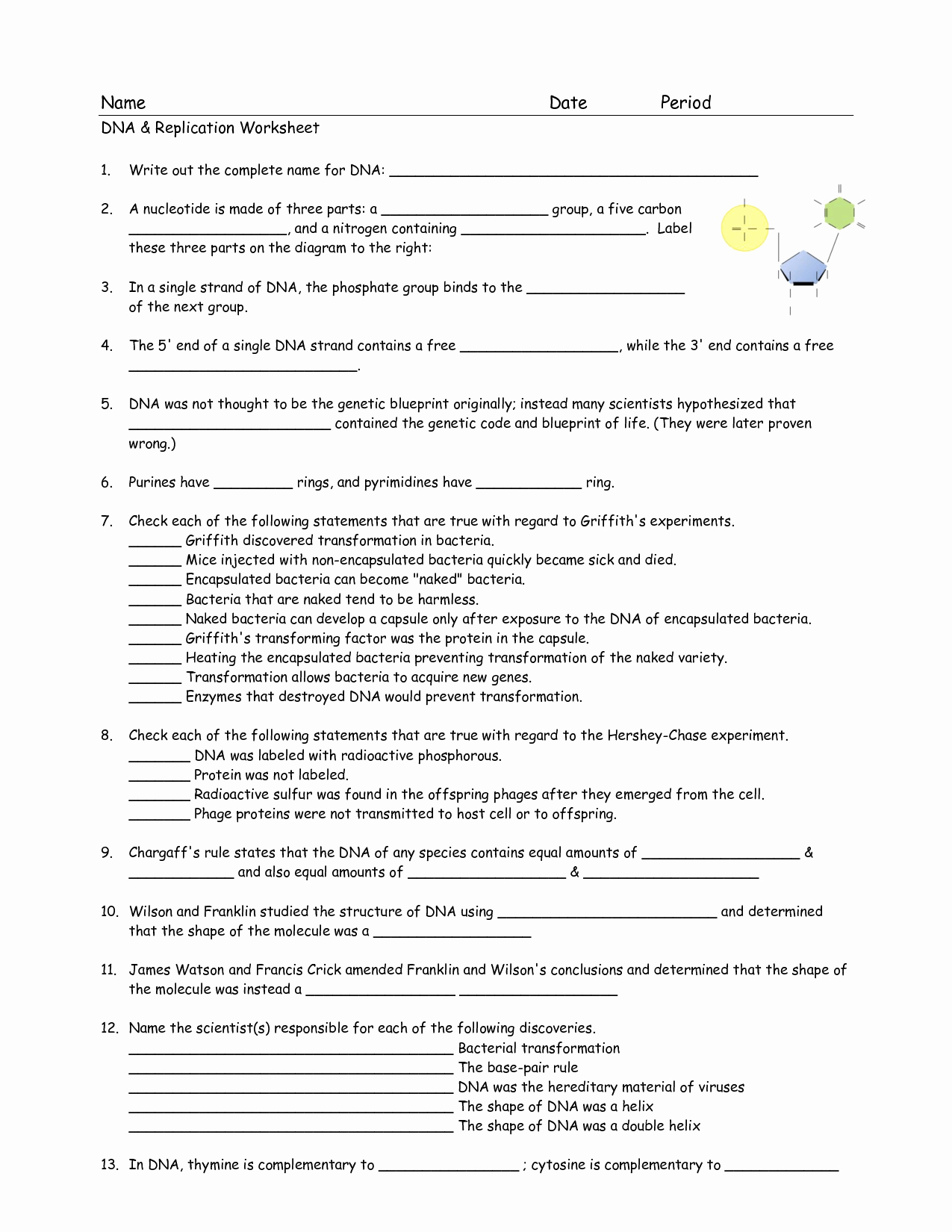 50 Dna The Double Helix Worksheet