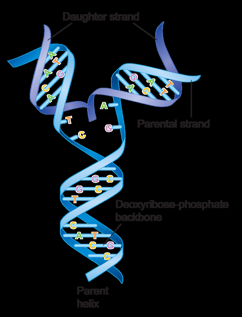 50 Dna The Double Helix Worksheet