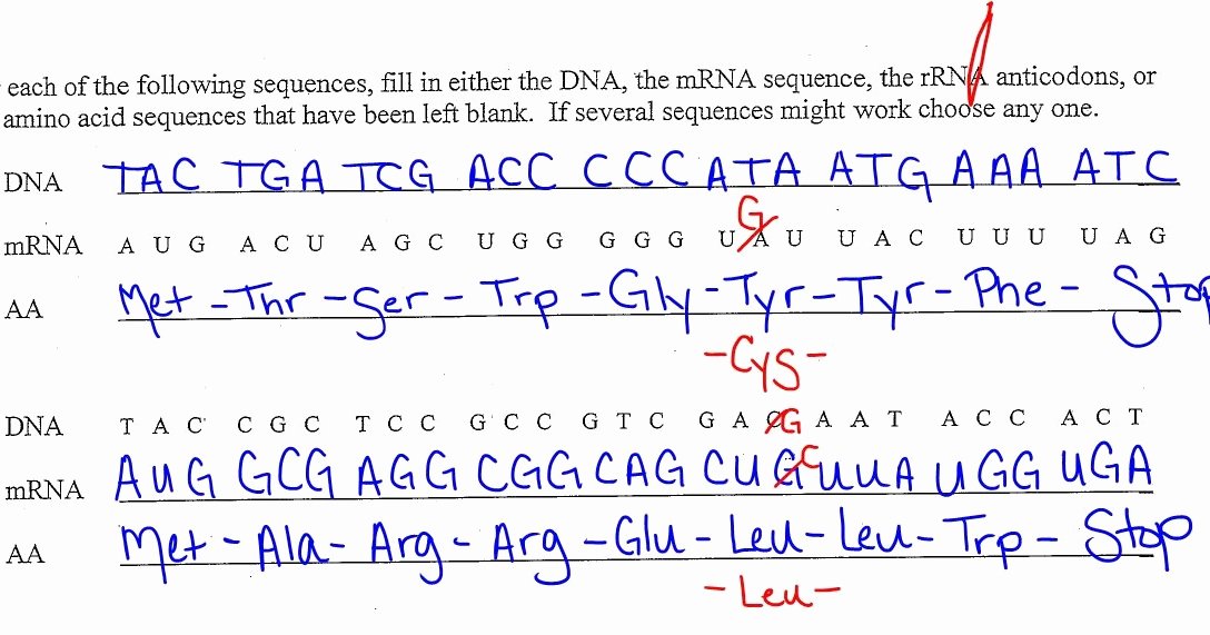 Dna Transcription and Translation Worksheet Lovely Ec Honors Biology Wrap Up Translation Into Mutations