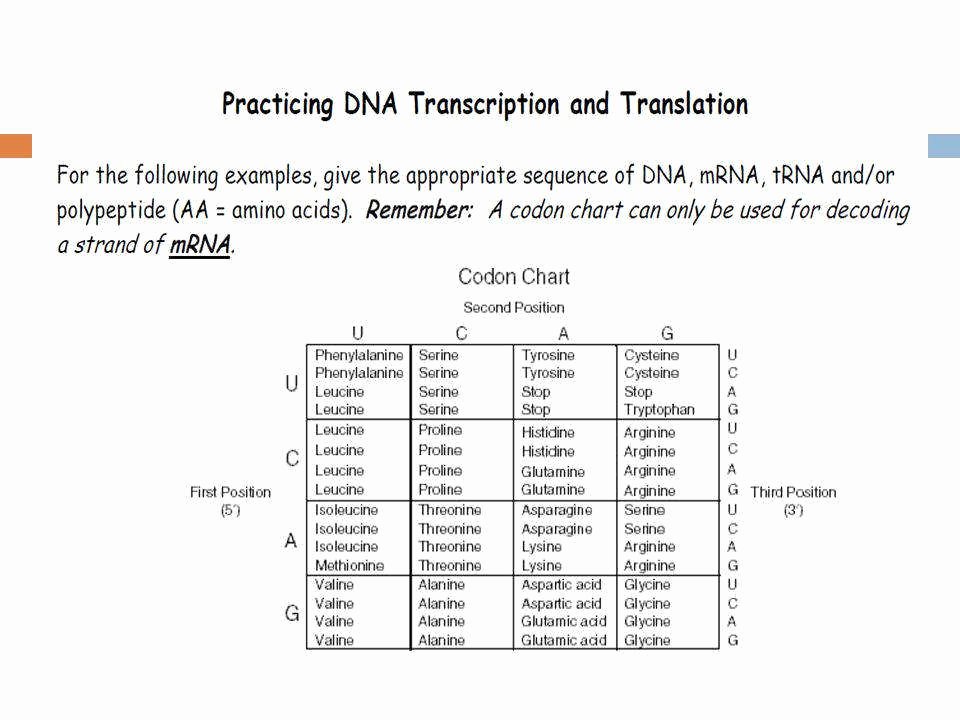 Dna Transcription and Translation Worksheet New Transcription and Translation Worksheet Answers