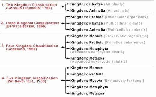 Domains and Kingdoms Worksheet Elegant Biological Classification Worksheet