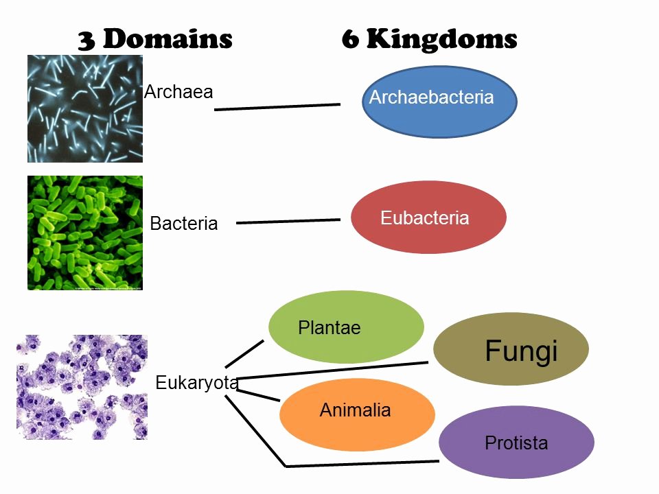 Domains and Kingdoms Worksheet Elegant What Phylums Belong to the Kingdom Eubacteria
