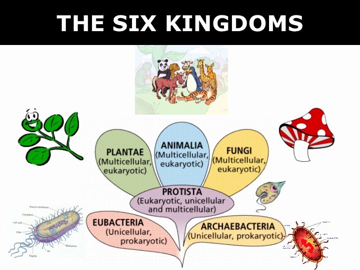 Domains and Kingdoms Worksheet Fresh 03 6 Kingdoms Prokaryote &amp; Eukaryote