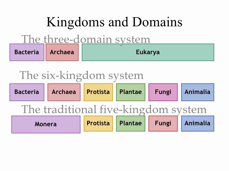 Domains and Kingdoms Worksheet Fresh Biology Worksheet4learning is A Lifelong Endeavor