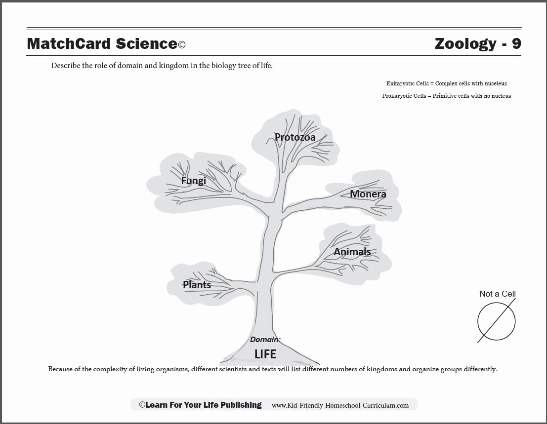 Domains and Kingdoms Worksheet Lovely Biology Tree Of Life