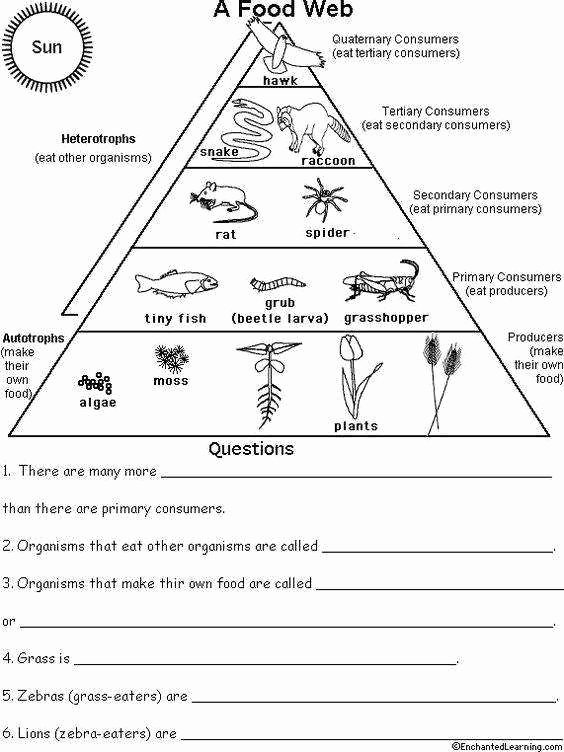 Ecological Pyramids Worksheet Answer Key