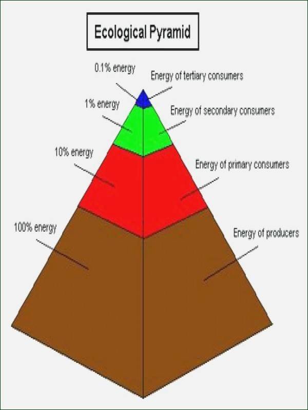 50 Ecological Pyramids Worksheet Answer Key Chessmuseum Template Library