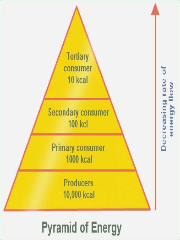 Ecological Pyramids Worksheet Answer Key Inspirational Ecological Pyramids Worksheet Answers