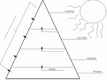 Ecological Pyramids Worksheet Answer Key New Ecological Pyramid Worksheet by Christopher Morris