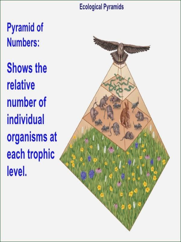 Ecological Pyramids Worksheet Answers Elegant Ecological Pyramids Worksheet Answers