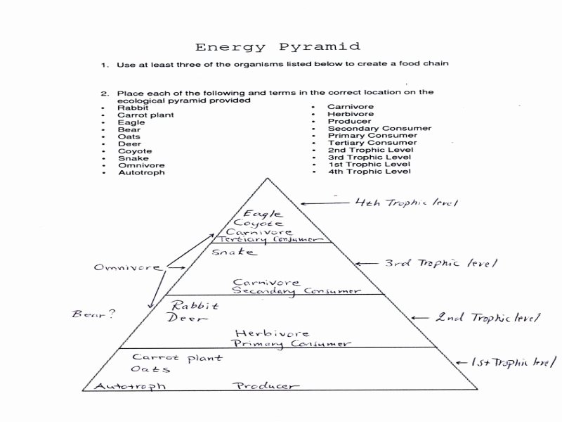 Ecological Pyramids Worksheet Answers Inspirational Ecological Pyramids Worksheet Answers Free Printable