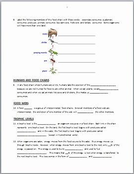 Ecological Pyramids Worksheet Answers Inspirational Food Chains Review Worksheet Editable by Tangstar