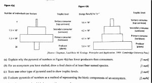 Ecological Pyramids Worksheet Answers Inspirational What are Ecological Pyramid Structures