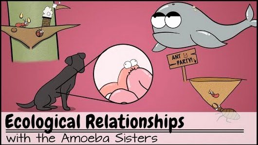 Ecological Relationships Worksheet Answers Unique Amoeba Sisters Google