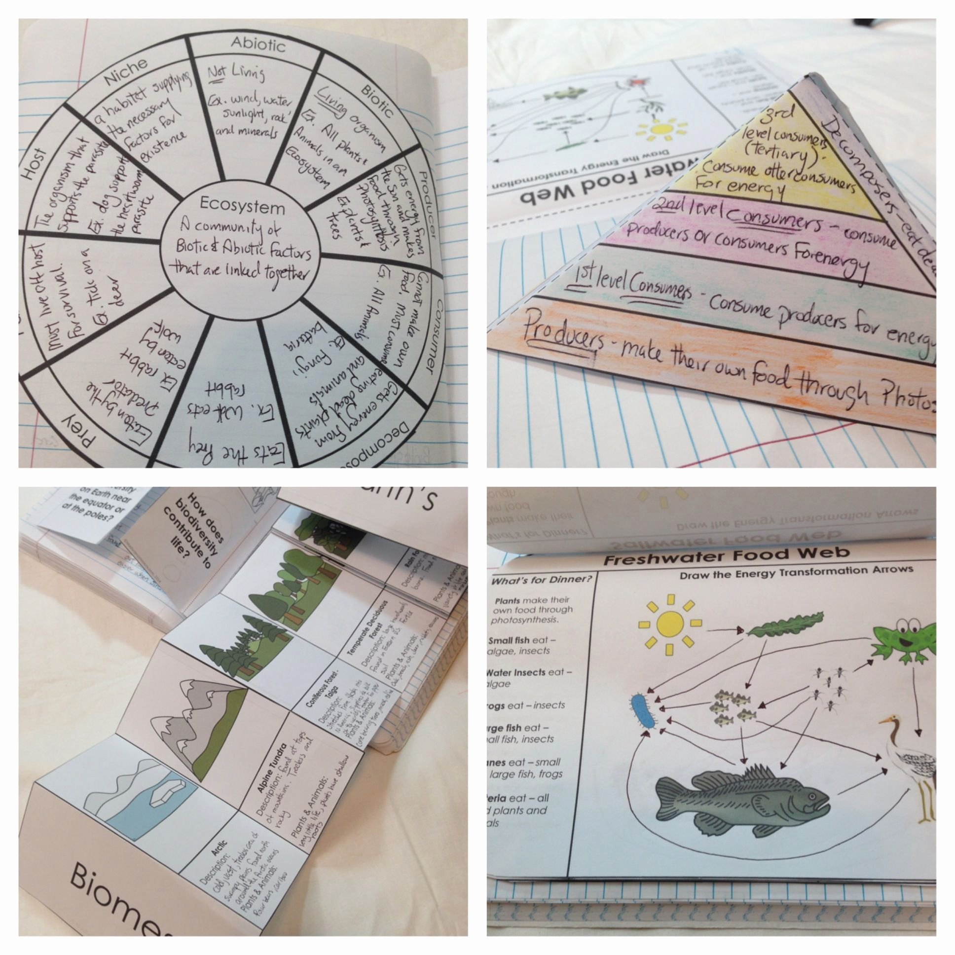 50 Ecological Succession Worksheet Answers