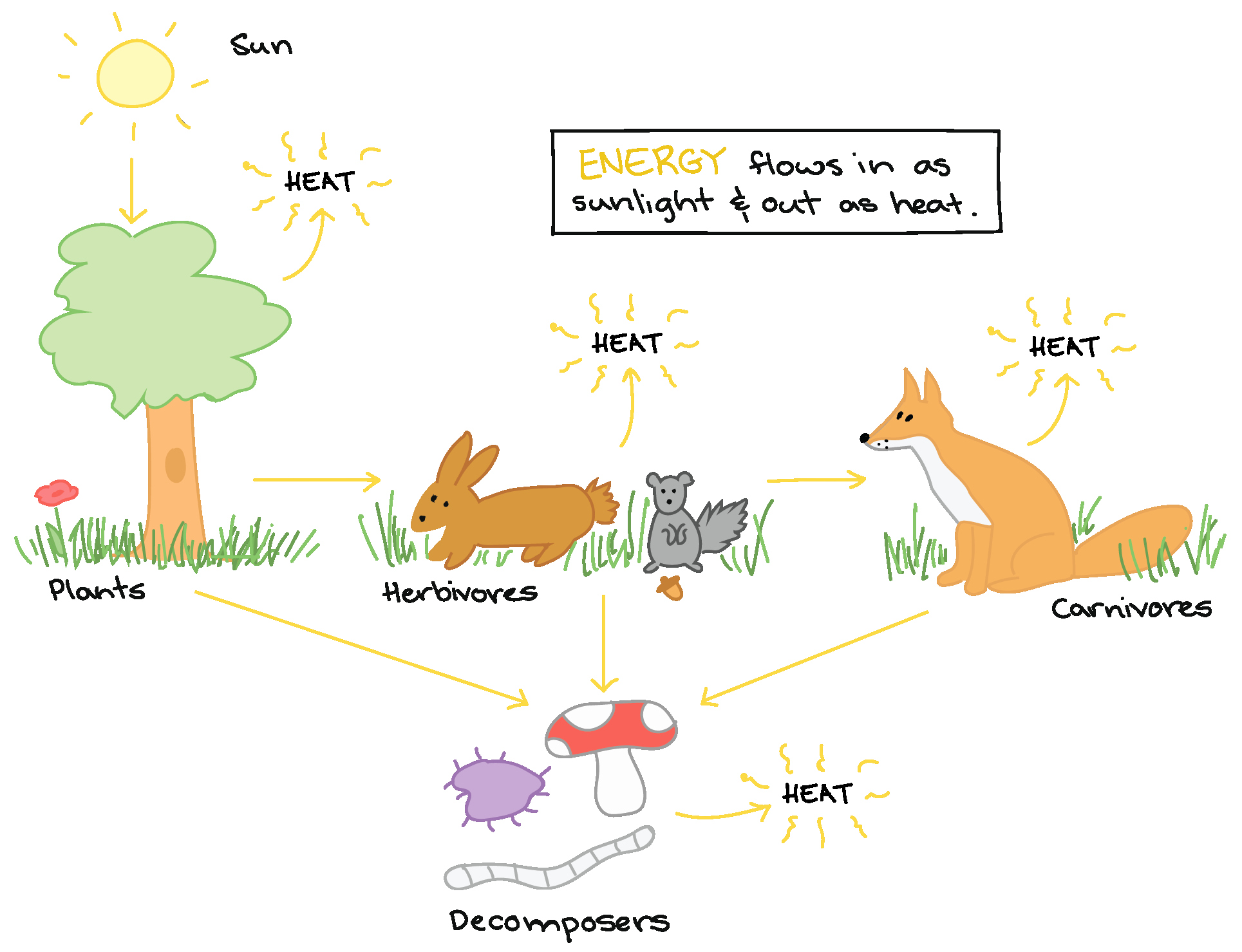 Energy Flow In Ecosystems Worksheet Beautiful Energy Flow In An Ecosystem Worksheet Answers Biozone