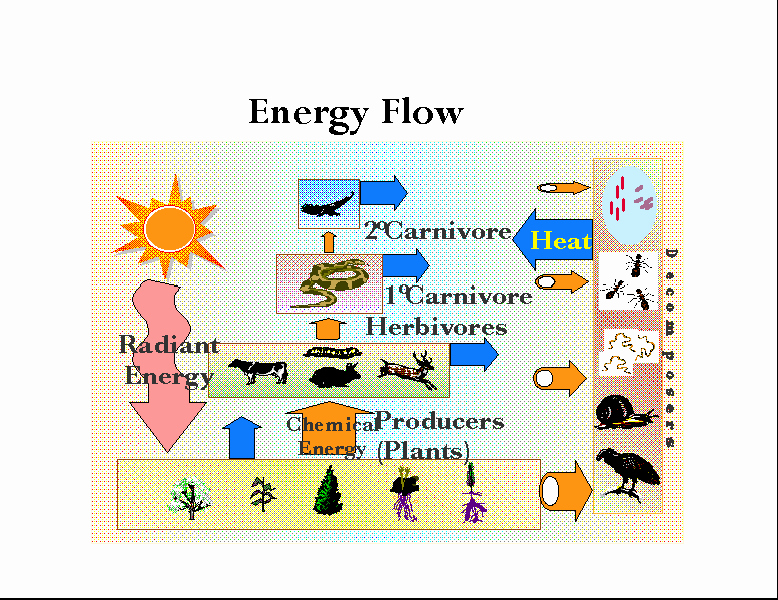 Energy Flow In Ecosystems Worksheet Beautiful the Carbon Cycle and Energy Flow the Driest Places On