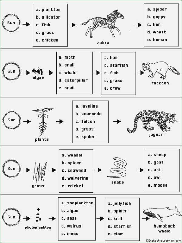 Energy Flow In Ecosystems Worksheet