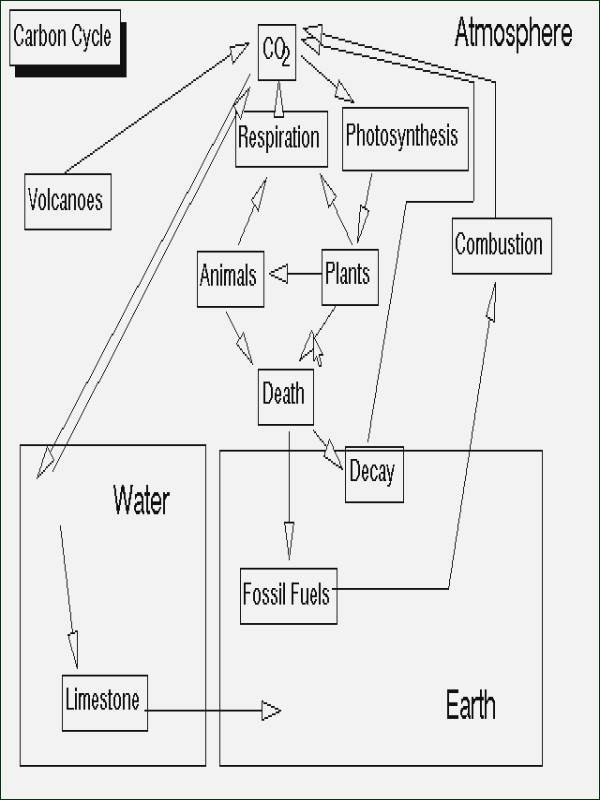 Energy Flow In Ecosystems Worksheet