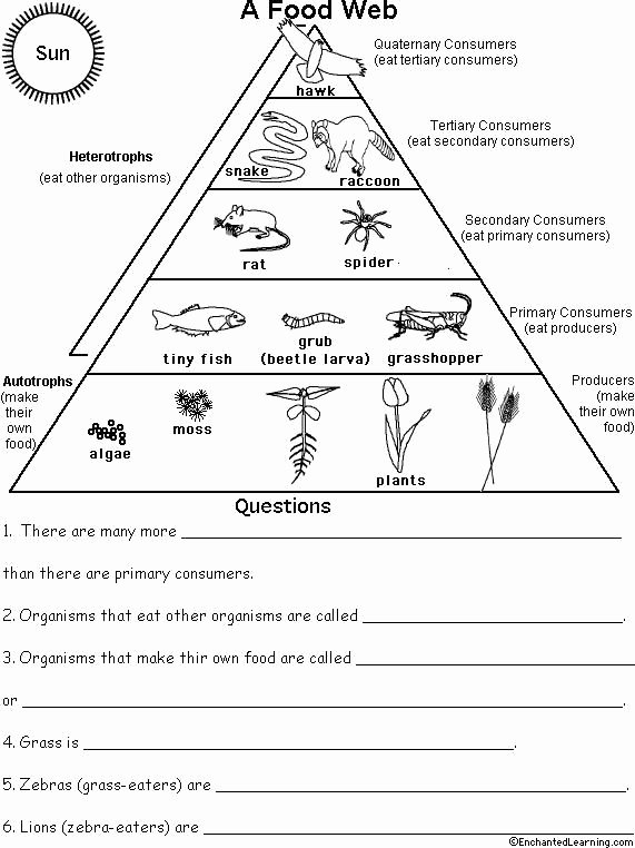 Energy Flow In Ecosystems Worksheet New Ecological Pyramid Worksheet Food Pyramid Food Chains and