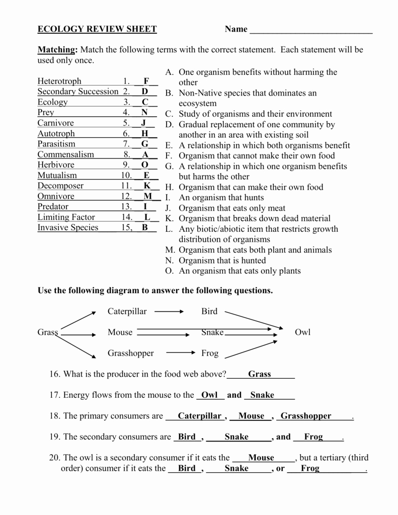 Energy Flow Worksheet Answers
