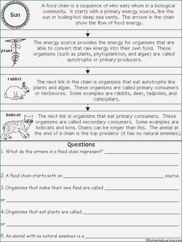 Energy Flow Worksheet Answers Lovely Ecological Pyramids Worksheet Answers