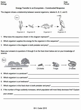 Energy Flow Worksheet Answers Unique Worksheet Energy Transfer In An Ecosystem Cr Editable