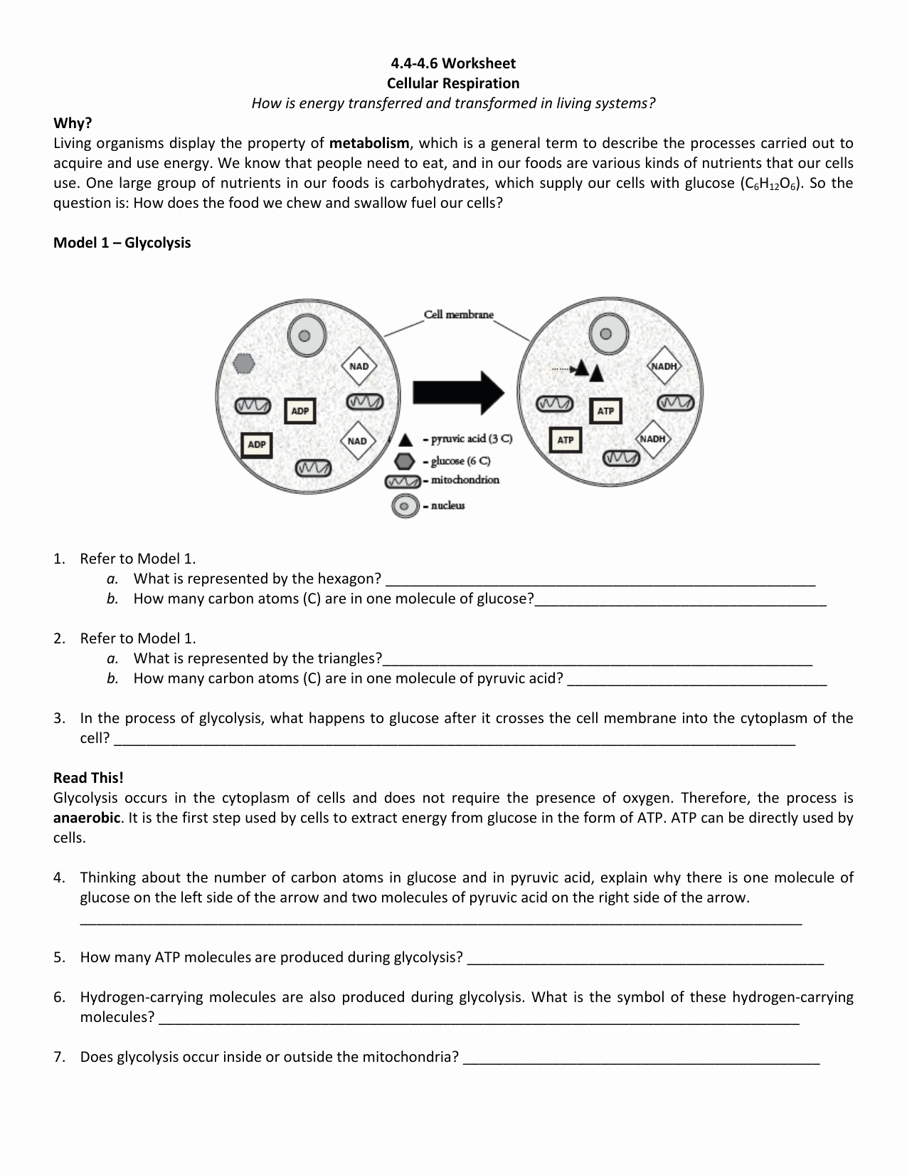 Energy Transformation Worksheet Answer Key Luxury Synthesis and Cellular Respiration Worksheet High