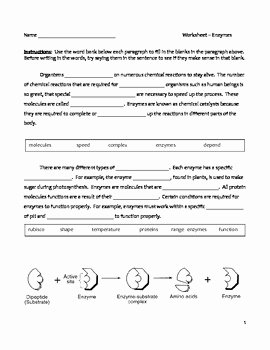 Enzyme Reactions Worksheet Answer Key Awesome Cloze Worksheet Enzymes Biology 9 12 by Educator