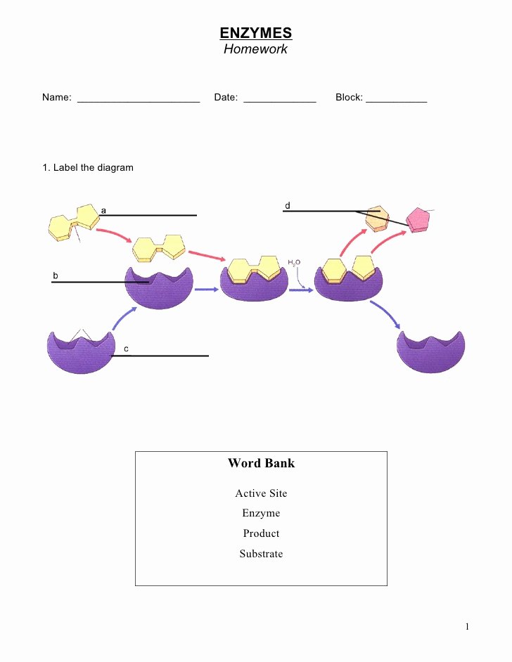 50 Enzyme Reactions Worksheet Answer Key