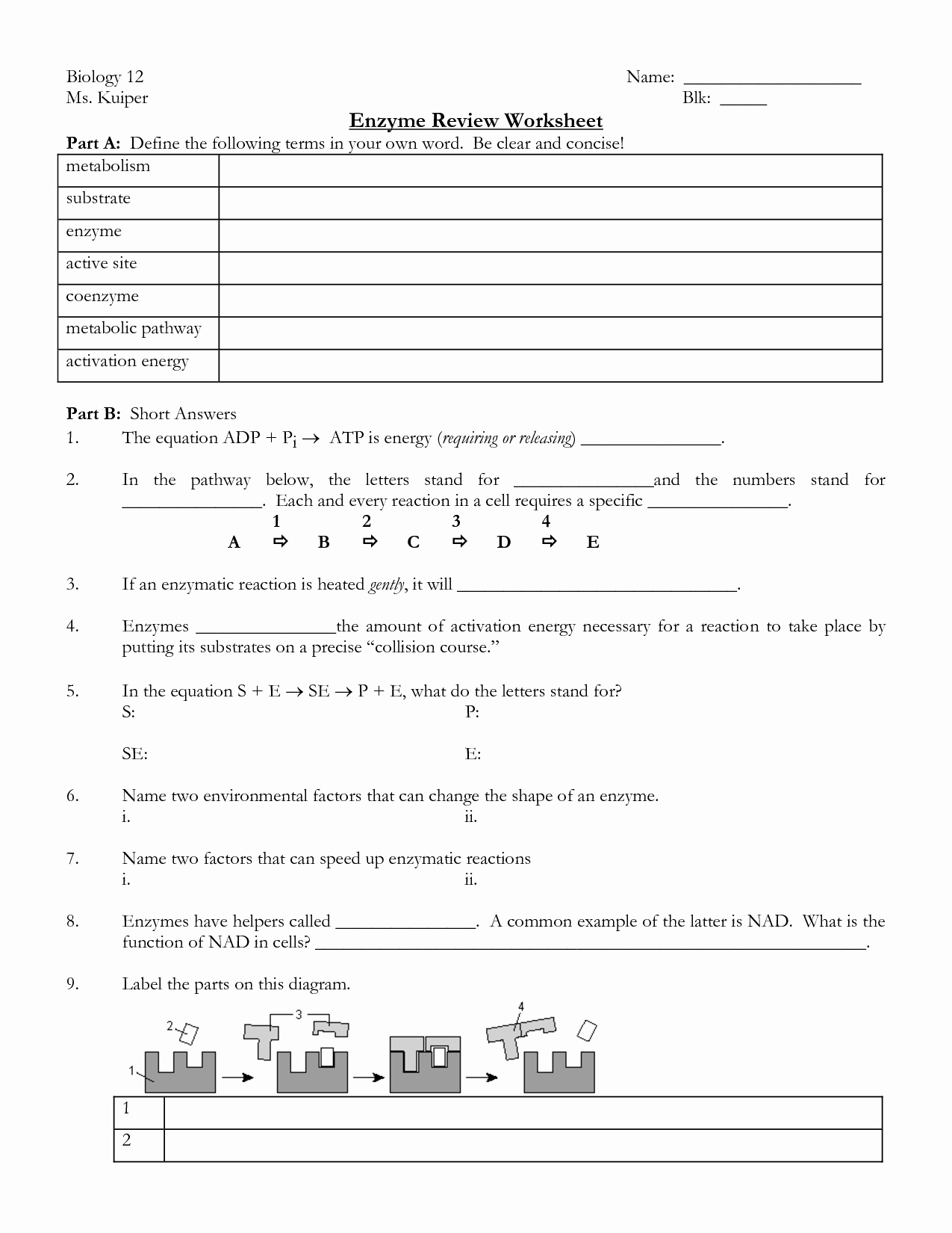 Enzymes Worksheet Answer Key