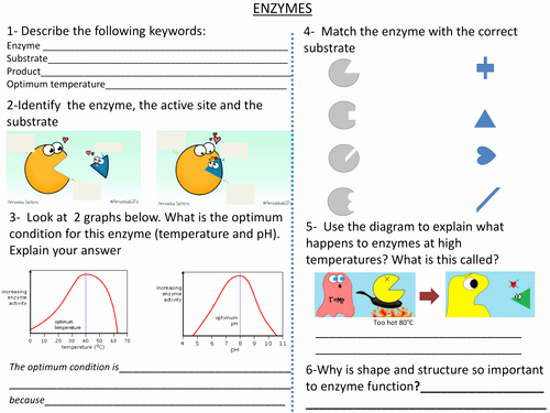 Enzyme Reactions Worksheet Answer Key Fresh Enzymes Worksheet by Cjbresources Teaching Resources Tes