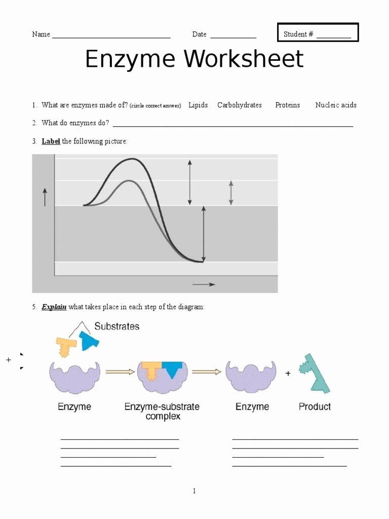 Enzyme Reactions Worksheet Answer Key Fresh Virtual Lab Enzyme Controlled Reactions Worksheet Answer