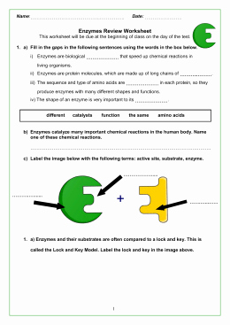 Enzyme Reactions Worksheet Answer Key Inspirational Studylib Essys Homework Help Flashcards Research