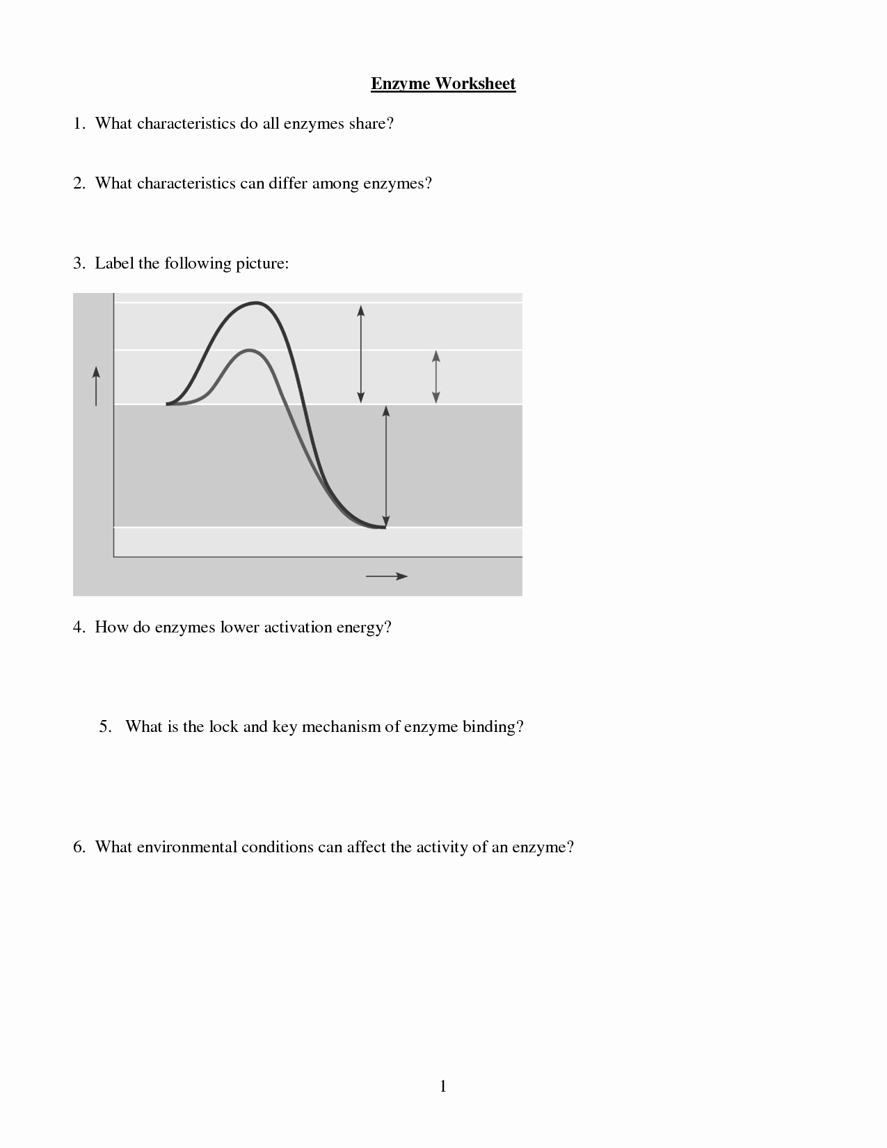 Enzymes Worksheet Answer Key