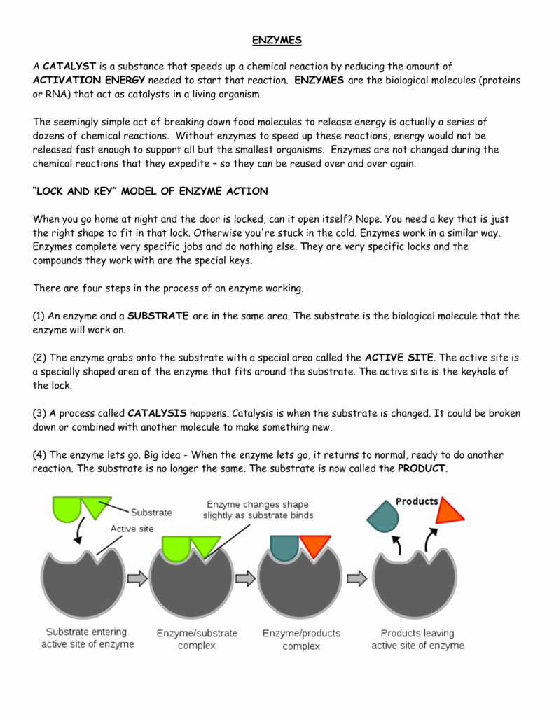 50 Enzyme Reactions Worksheet Answer Key