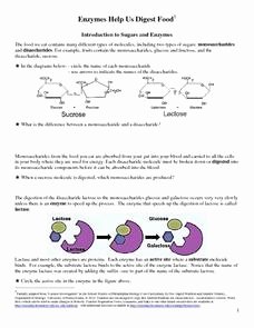 Enzyme Reactions Worksheet Answers Lovely Enzymes Help Us Digest Food Introduction to Sugars and