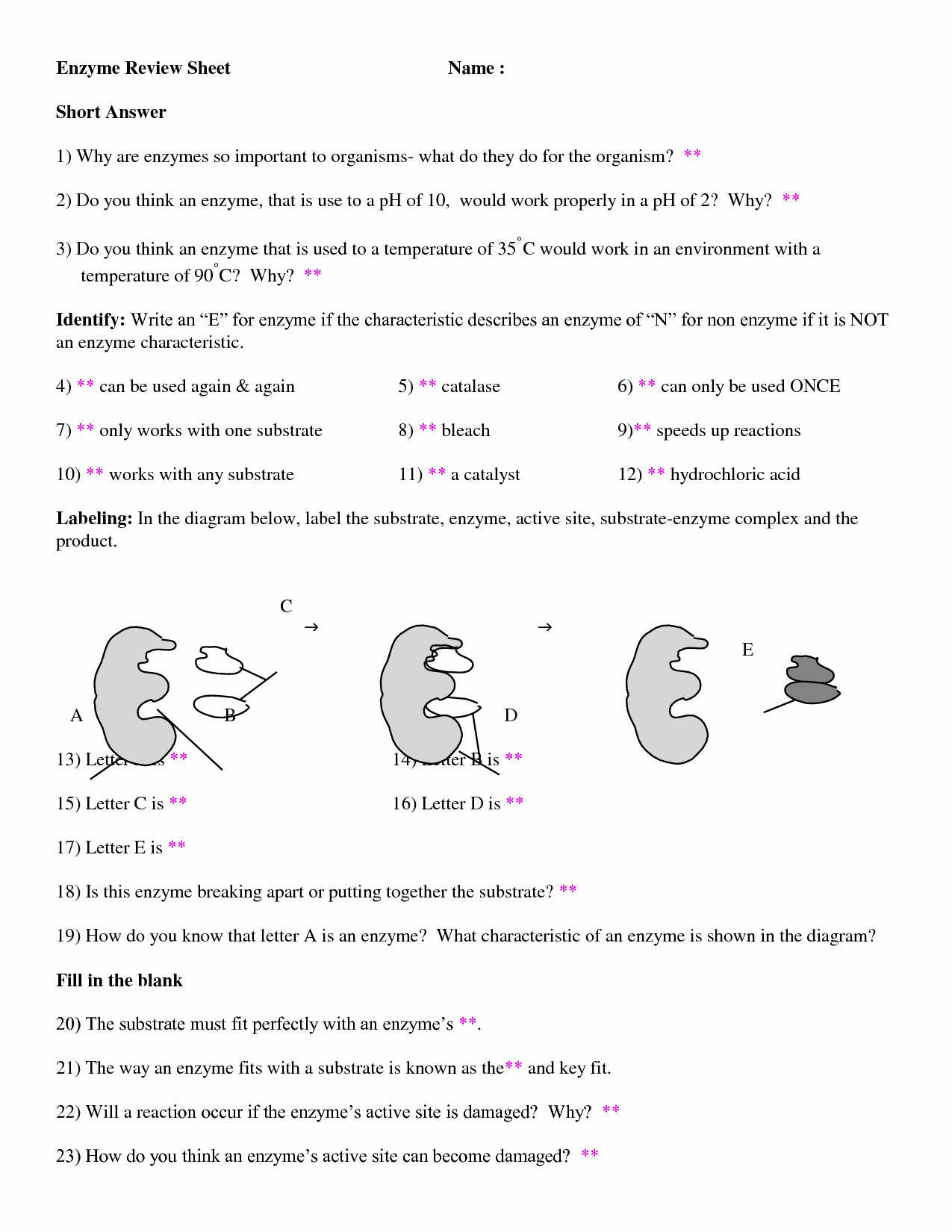 Enzyme Reactions Worksheet Answers Luxury Enzymes Worksheet Answers