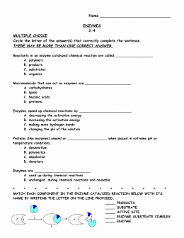 Enzyme Reactions Worksheet Answers New Enzymes Worksheet