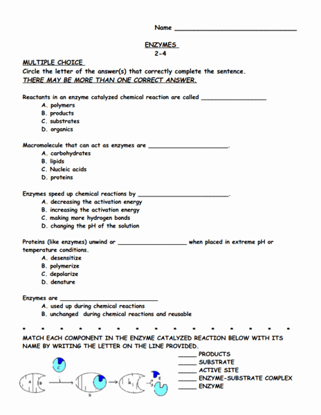 Enzyme Review Worksheet Answers Beautiful Enzymes Worksheet for 9th 12th Grade