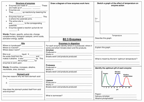 Enzyme Review Worksheet Answers Elegant Aqa Enzymes Revision Worksheet by Amyk137